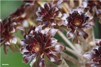 3171b85b-IMG_7015 aeonium.jpg